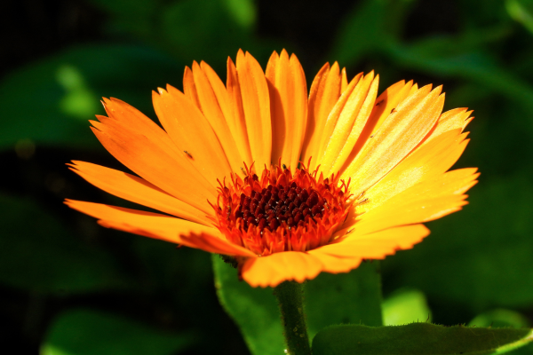 Flor de calêndula