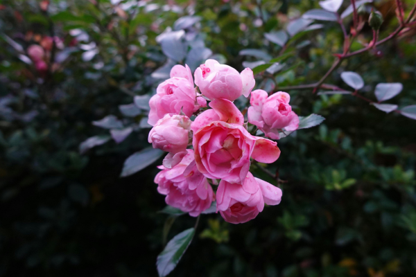 Flor onze-horas
