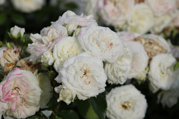 Jardim de rosas
